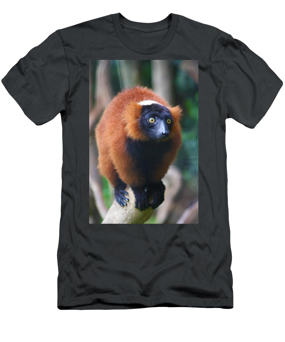 Red Ruffed Lemur Portrait Brittney Powers T-Shirt